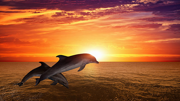 Hilton Head Dolphin Tours Package