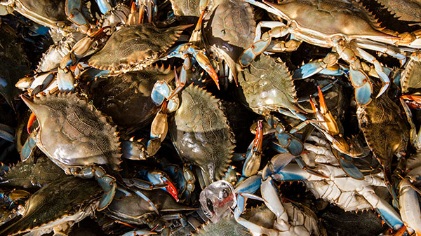 Hilton Head Crabbing Package